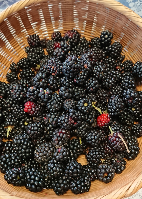 Blackberry/Brombeere