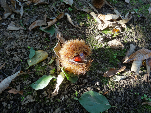 castanea crenata