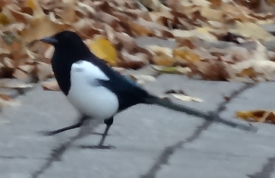 Elster(deutsch) (English: magpie, Japanese: Kasasagi)