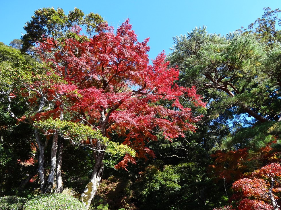 Herbstszene in Japan (Nov.,2012)