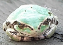 Laubfrosch