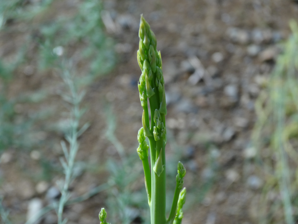 Ein Spargel wächst immer noch.